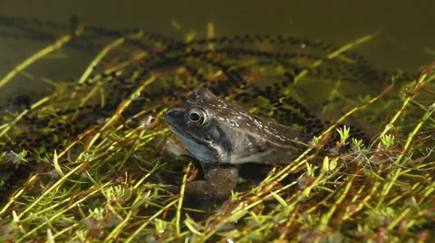 Common frog in pond with spawn croaking Stock Footage 37819107