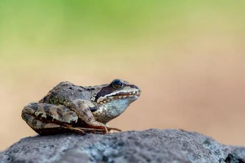 Common frog (Rana temporaria) on a stone in the mountains Stock Photos