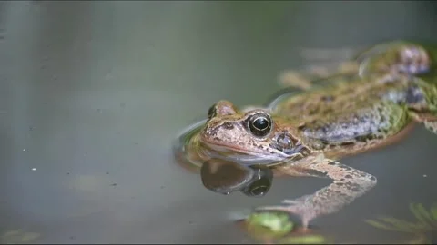 Common frog resting in a garden pond Stock Footage 242984443