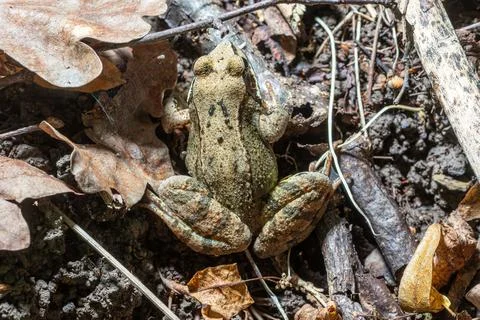 Common frog resting on leaf litter in a wooded habitat during springtime ne.. Stock Photos