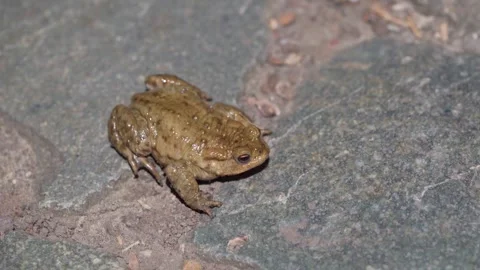 Common Frog Rests Motionless on Paved Road - Macro Close Up Shot Stock Footage 333171893