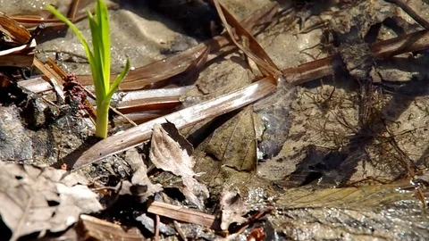 Common Frog in the river Stock Footage 71323956