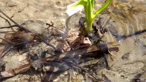 Common Frog in the river Stock Footage 71323971