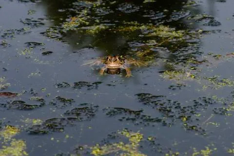 Common frog of Sardinia, present in the ponds in the summer. Stock Photos
