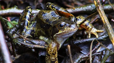 Common frog sitting on damp forest floor, Rana temporaria. Video stock 36125350