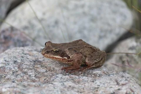 Common frog sitting on a large stone close up Fotos Stock