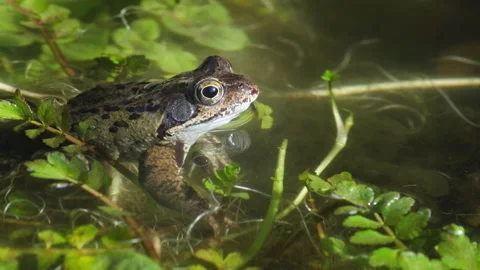 Common frog sitting on some green plants Stock Footage 217848596
