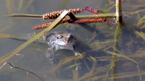 Common frog sitting in a swamp, close-up Stock Footage 305901902