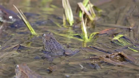 Common frog sitting in a swamp, close-up 库存影片 305901903