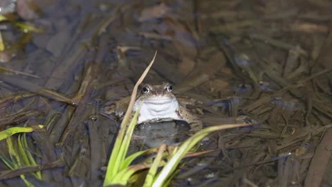 Common frog sitting in a swamp, close-up Stock Footage 305901935