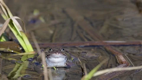 Common frog sitting in water, close-up Video stock 305902003