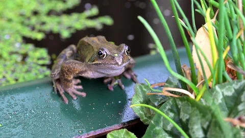 Common frog squatting on the pond's outside edge. Stock Footage 319897199