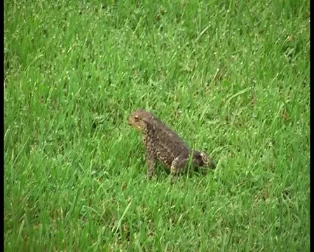 Common Frog walks on grass - DV PAL Stock Footage 1044086