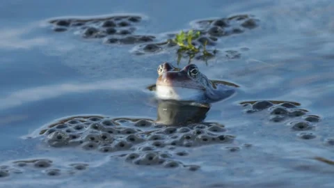 Common frog in water during spawning Stock Footage 208960131