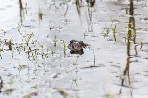 A common frog in the water mirror ready to spawn Foto stock