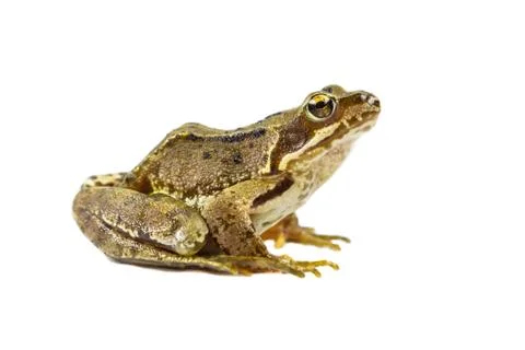 Common frog on white Stock Photos