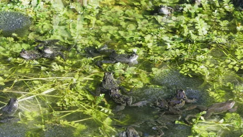 Common frogs, busy to get their spawn in the pond Stock Footage 217840642