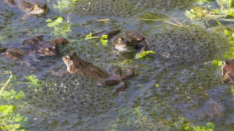 Common frogs, busy to get their spawn in the pond Stock Footage 269001605