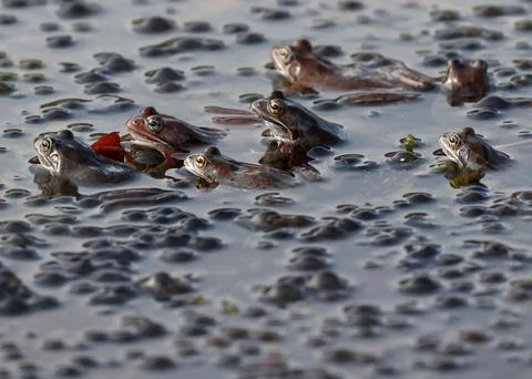 Common frogs during spawning season in Eugi, Spain - 05 Feb 2021 Stock Photos