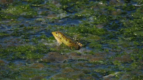 Common frogs Vídeo Stock 148502662