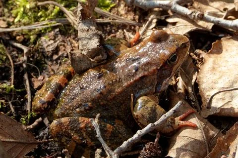 Common frogs or grass frogs (Rana temporaria) Stock Photos