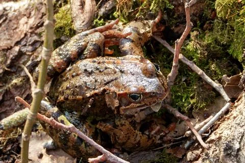 Common frogs or grass frogs (Rana temporaria) Foto stock