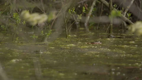 Common frogs spawning in duckweed pond with spring shrubs. 4K 60fps. Stock Footage 334268760