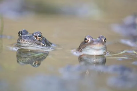Common frog,toad,rana temporaria with eggs Stock Photos