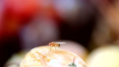 Common Fruit Fly Stock Footage 118528862