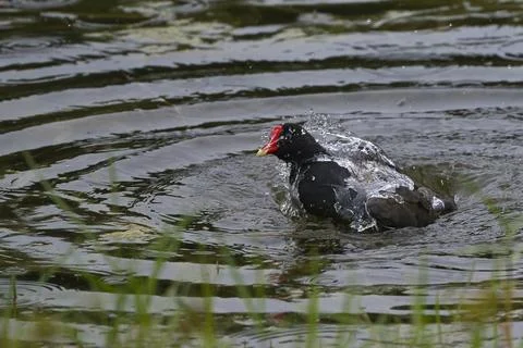 Common Gallinule bathing Stock Photos