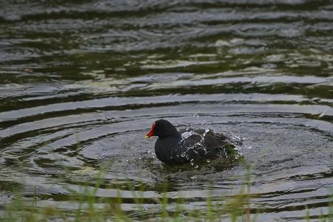Common Gallinule bathing Stock Photos