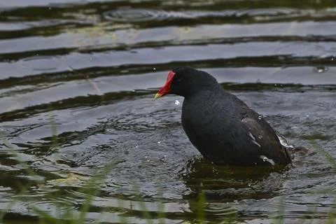 Common Gallinule bathing Stock Photos