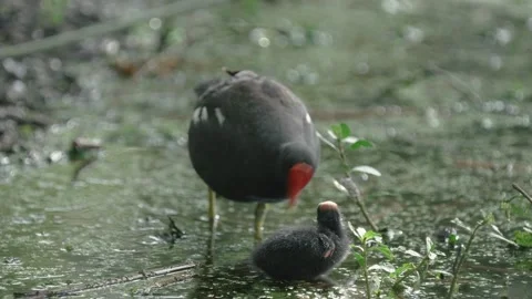 A common gallinule bird feeds its baby Stock Footage 266447947