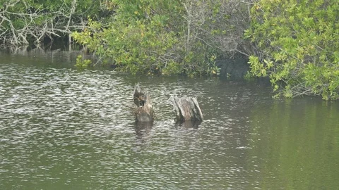 Common Gallinule Bird Making A Secluded Nest In River, Galapagos Stock Footage 108328977