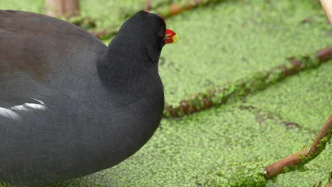 Common Gallinule Close Up Stock Footage 273261369