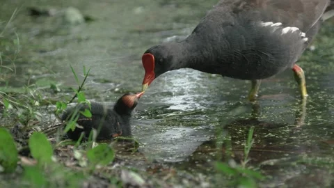 Common gallinule feeding its chick Stock Footage 266448137