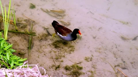 Common gallinule floating and wading in shallow lake water. Video stock 139058769