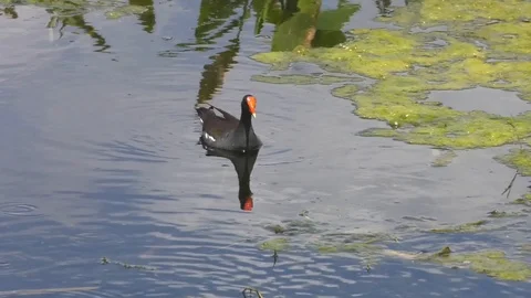 Common Gallinule Stock Footage 94271399
