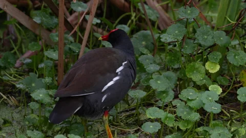Common Gallinule  Stock Footage 273261222