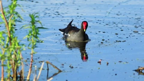 Common Gallinule foraging in marsh 30 sec Stock Footage 131769084