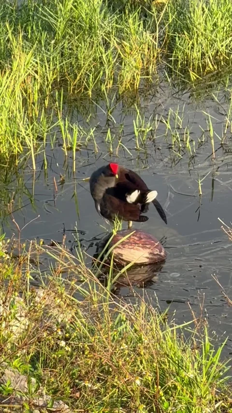 Common Gallinule (formerly known as the Common Moorhen) Stock Footage 332867464
