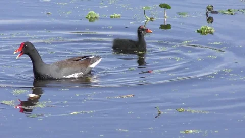 Common Gallinule with its chicks Stock Footage