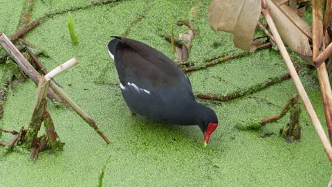 Common Gallinule Medium Shot Stock Footage 273262282