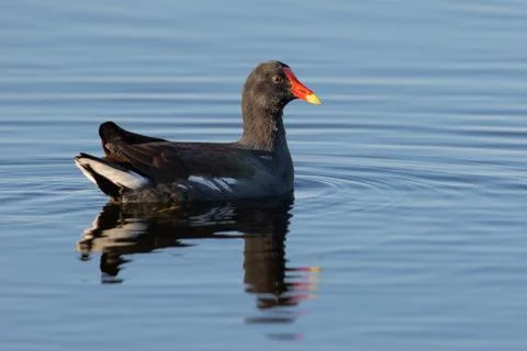 Common Gallinule Stock Photos