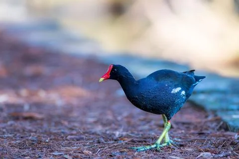 Common Gallinule Stock Photos
