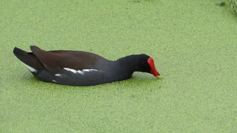 Common Gallinule on pond Stock Footage 273237330