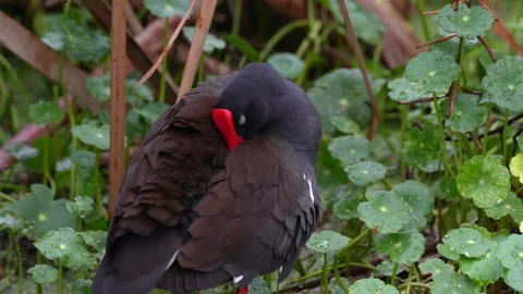 Common Gallinule Preening Stock Footage 273239380