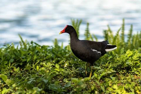 Common Gallinule Red Shield Lakeside Vegetation Lake Hollingsworth Stock Photos