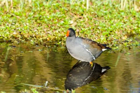 Common Gallinule in shallows Stock Photos