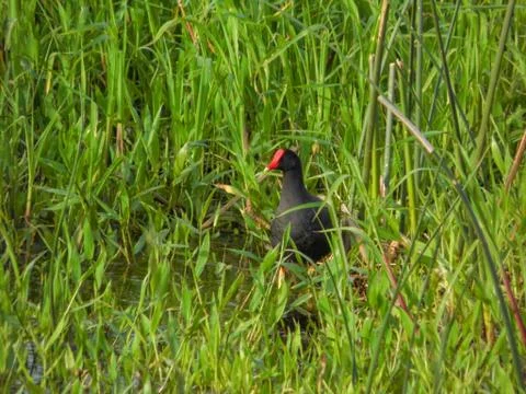 Common Gallinule surrounded by grass in shallow water Stock Photos